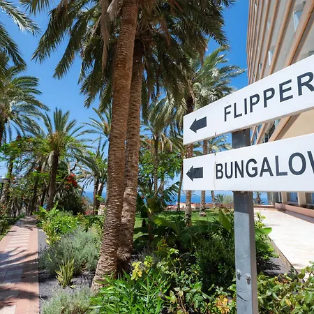 Seagulls Melody C-208